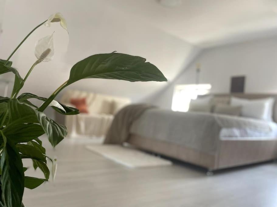Casa Mina Villa Albesti  Bagian luar foto